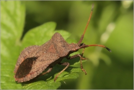 <p>VROUBENKA SMRDUTÁ (Coreus marginatus) (Jiříkov)</p>